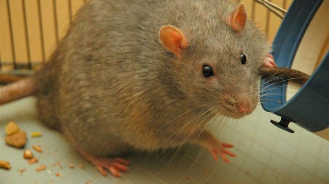 De universiteit van Wageningen heeft zo'n 300 rattenkeutels toegestuurd gekregen voor onderzoek.