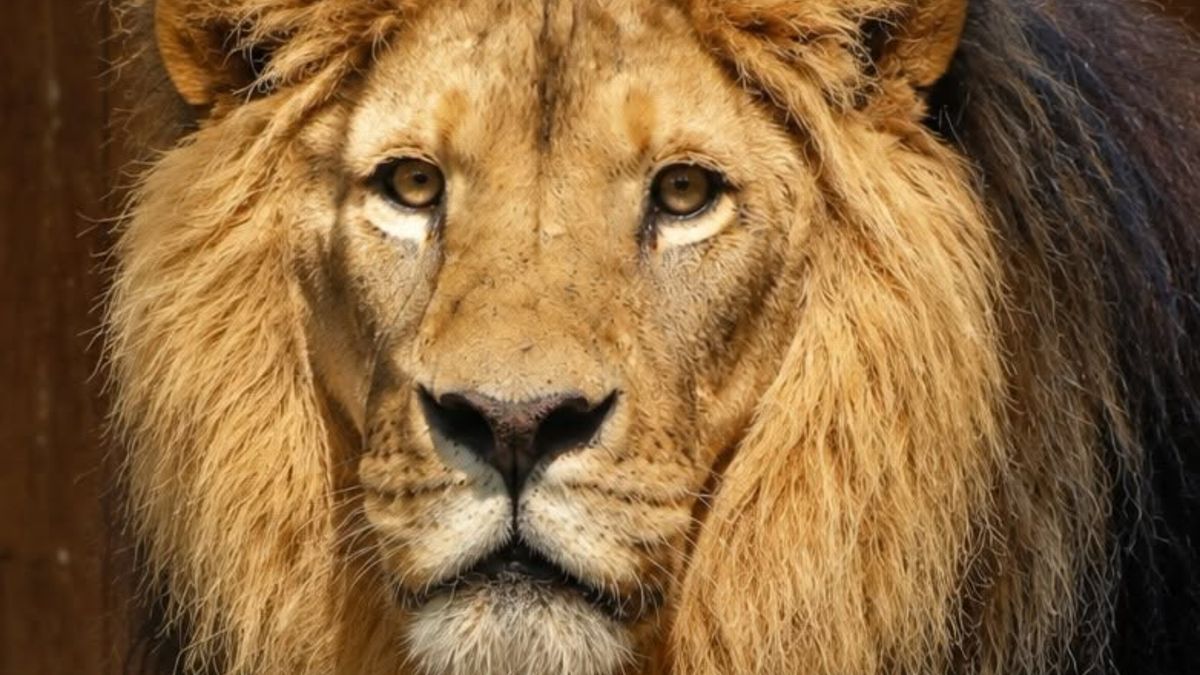 Nieuwe leeuw GaiaZOO na nog geen anderhalve maand overleden