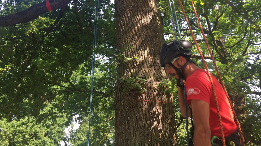 Voorbereiding EK boomklimmen is in volle gang