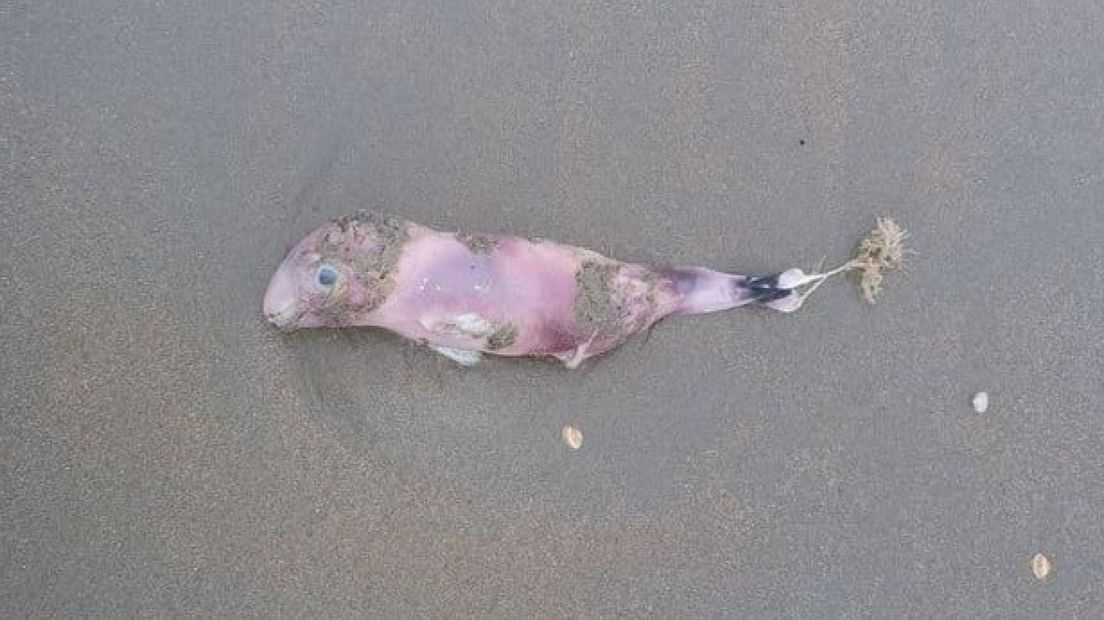De aangespoelde foetus van een bruinvis op het strand van Noordwijk