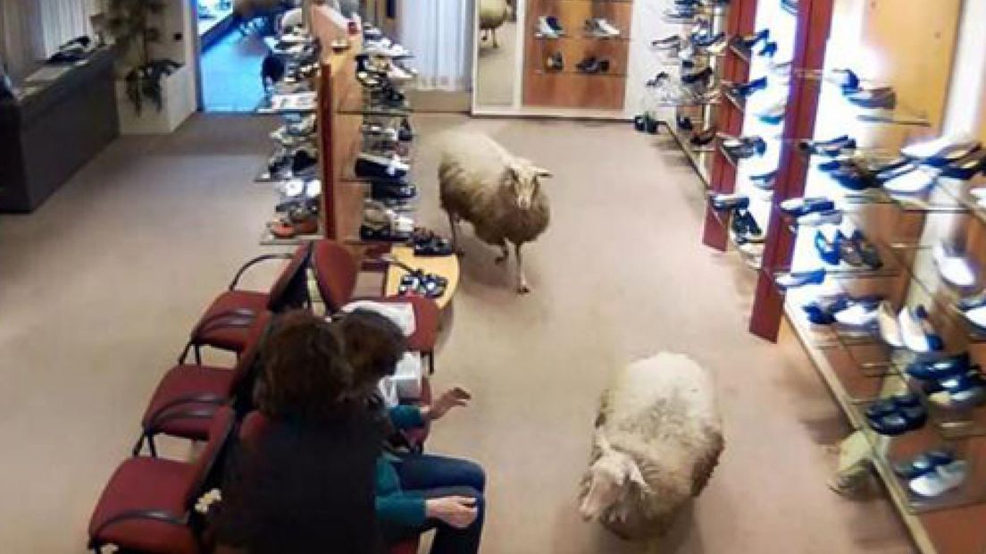 Een kudde schapen is afgelopen vrijdag een winkel binnengelopen in Barneveld. Een mevrouw was schoenen aan het passen bij Van der Woerd schoenen toen een schaapsherder zijn dieren even niet meer onder controle had.Enkele schapen liepen de winkel binnen en vertrokken even later weer.