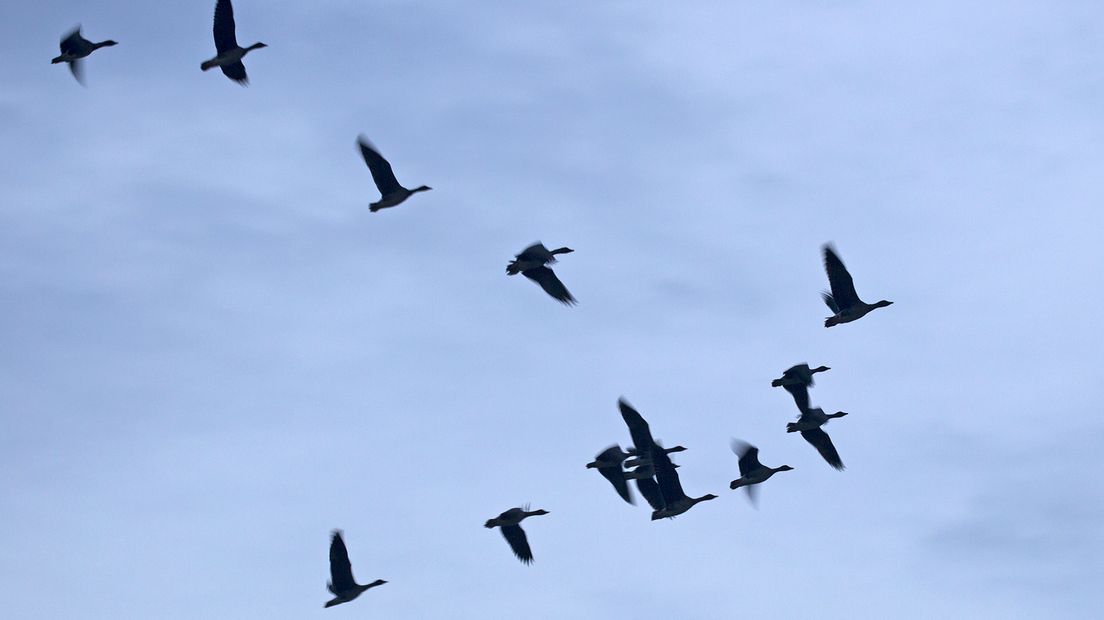 Vandaag staat de Millingerwaard op het (ochtend)programma. De Millingerwaard is een geweldig natuurgebied in de Ooijpolder waar de natuur zijn gang mag gaan. En nog een groot voordeel; je mag overal komen en lopen. Wij waren er met het allereerste licht om een slaapplaats van ganzen te fotograferen, maar ook zilverreigers, konikpaarden, galloways en zelfs een bever zouden op het menu kunnen staan.