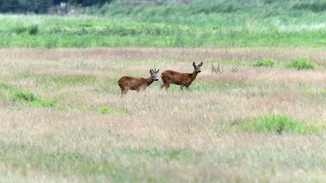 Reeën in de natuur