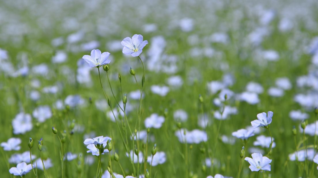 Vlasbloemen, vlas, bloemen