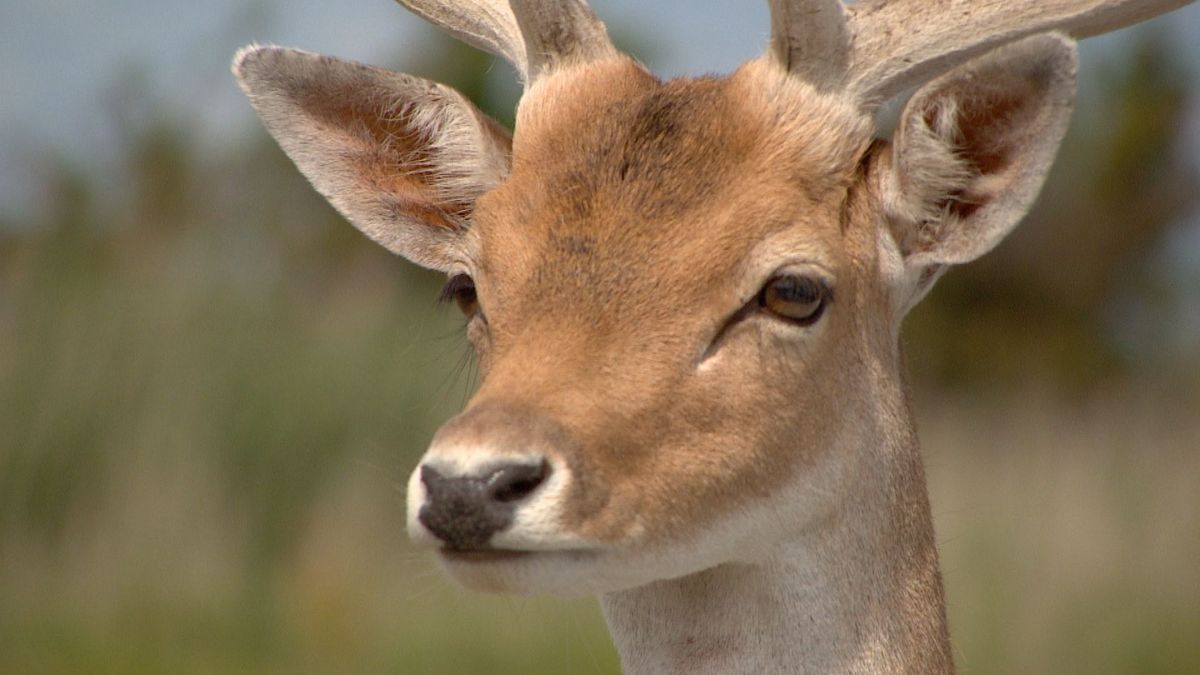 Herten gaan aan de haal met rouwboeketten op Schouwen-Duiveland
