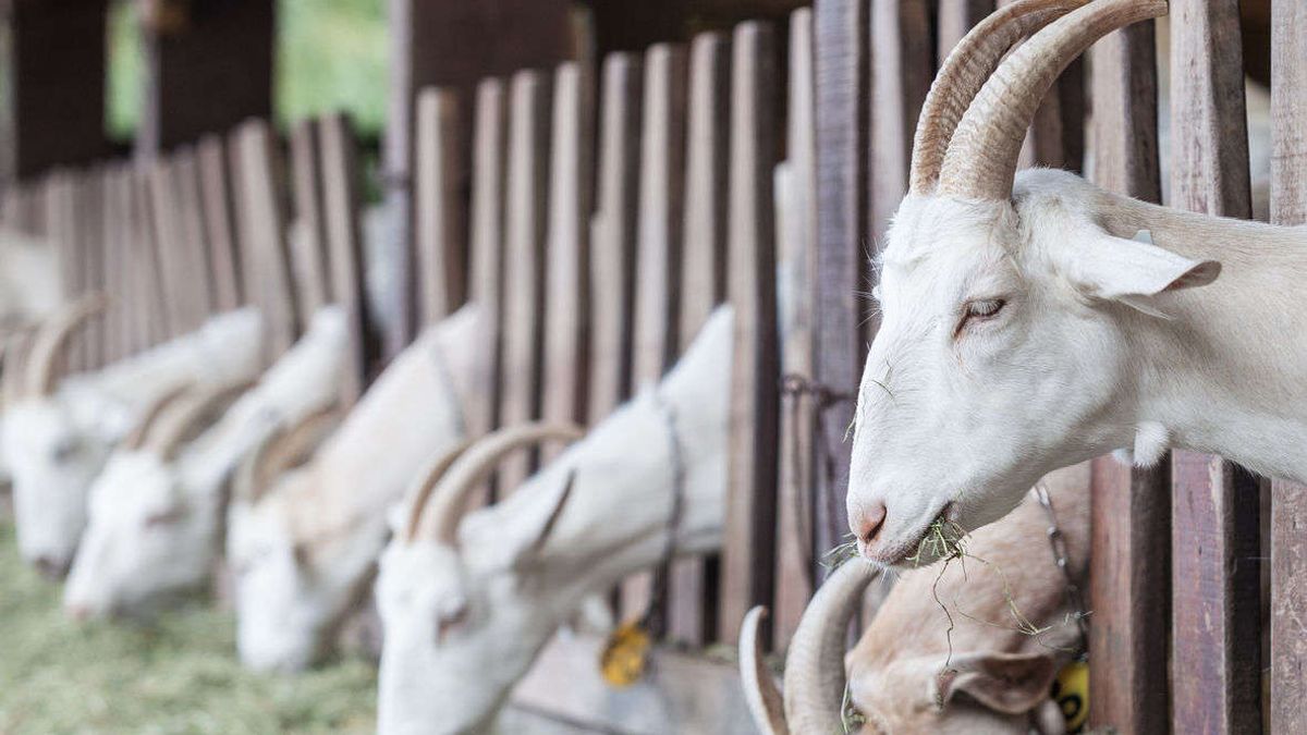 Geitenboer vrijgesproken van schuld aan dood scholier