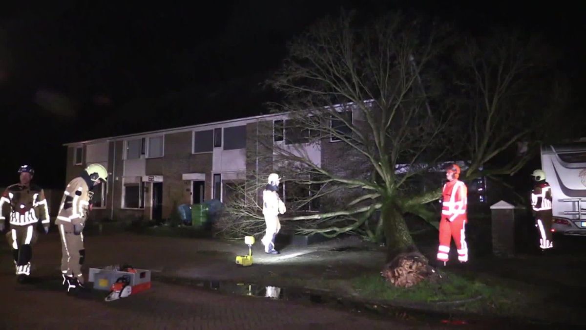 Monumentale rode beuk in Lettele was al ziek