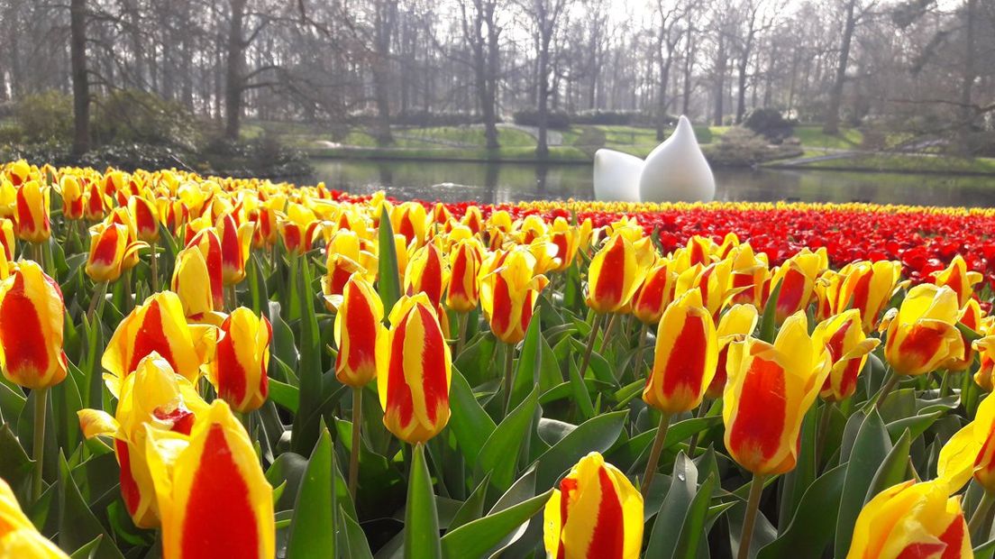 Keukenhof