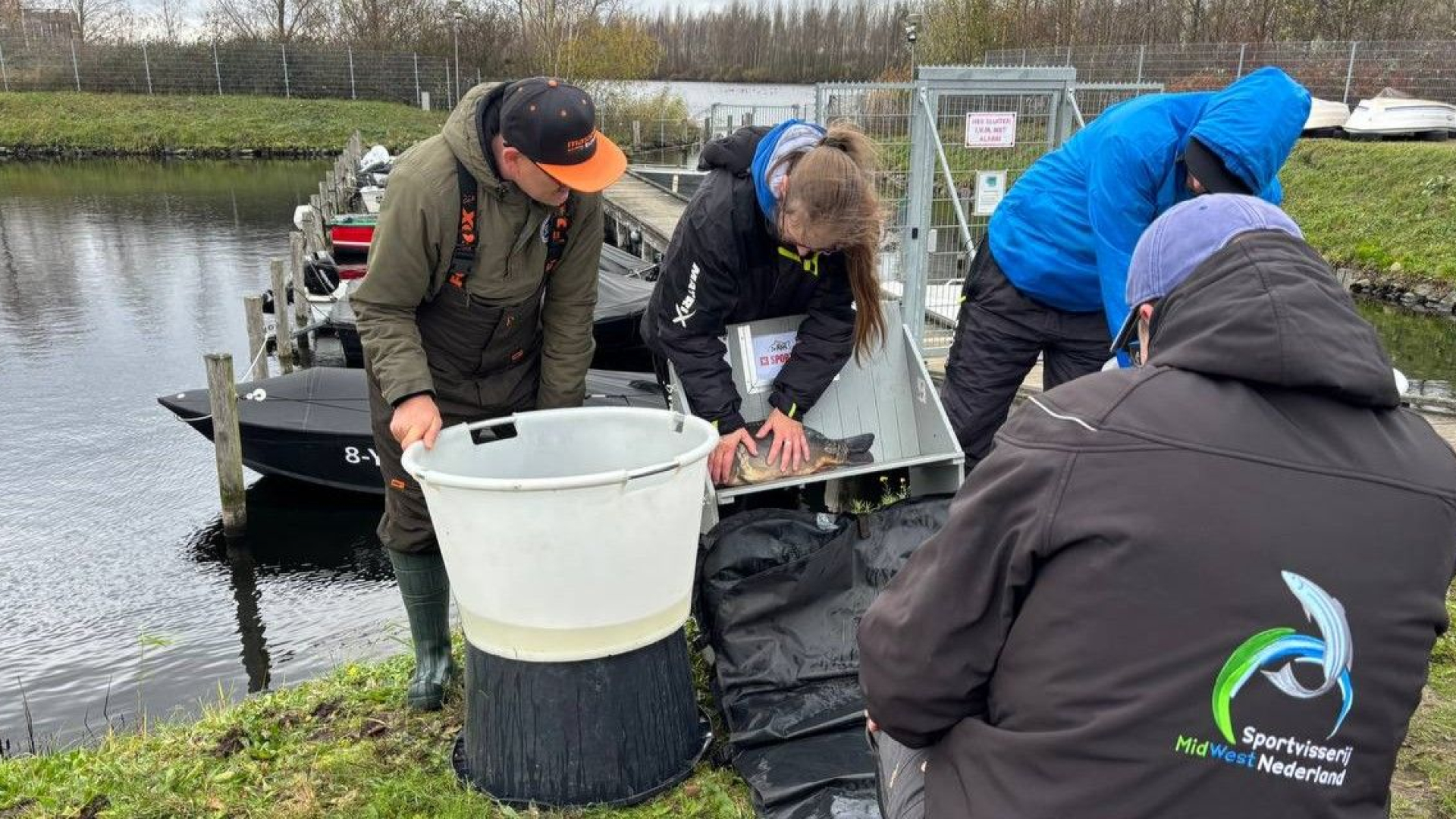 Foto: Als een vis in het water: HSV De Snoek zet 125 karpers uit