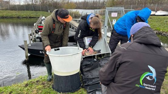 Foto: Als een vis in het water: HSV De Snoek zet 125 karpers uit