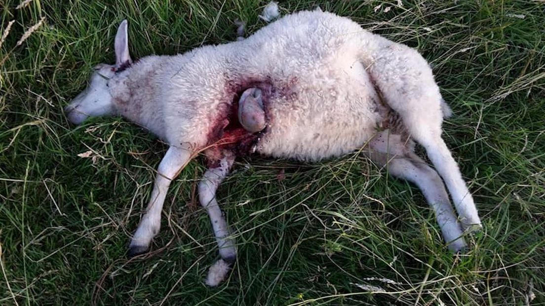 26 schapen doodgebeten in Windesheim
