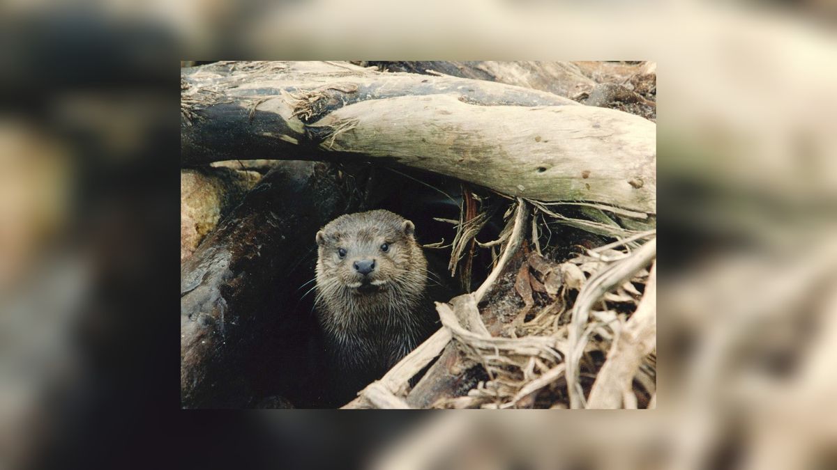 Otterpassage bij natuurgebied De Veenhoop geopend