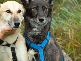 Unieke wolfhonden Bonny en Clyde verhuizen naar permanent verblijf