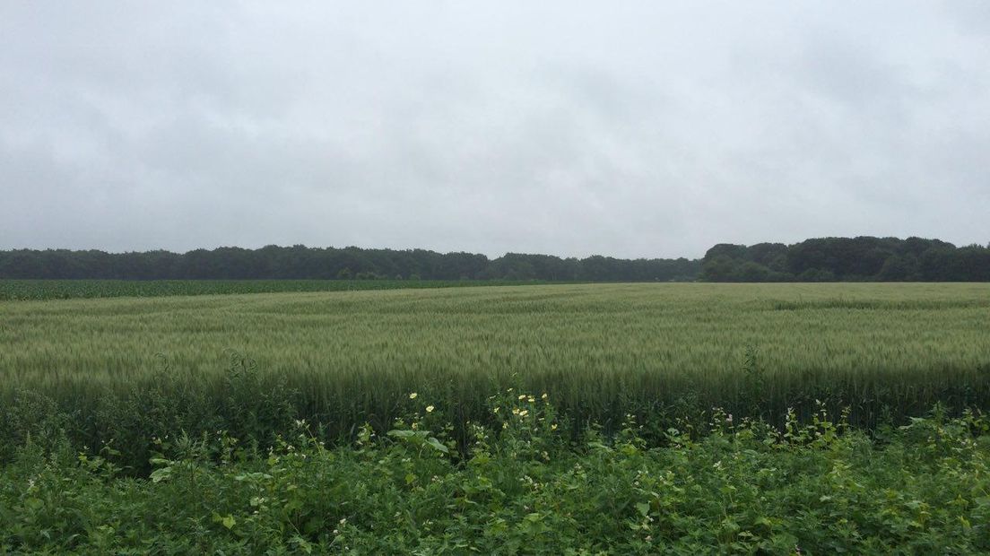 Tarwe op de es van Zeegse, een beeld dat in toekomst op meer velden rond de Drentsche Aa te zien moet zijn (Rechten: Margriet Benak/  RTV Drenthe)
