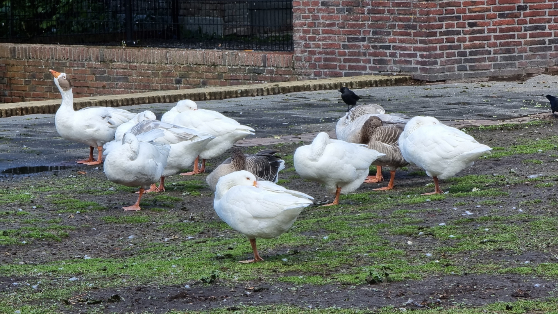 Automobilist rijdt in op groep ganzen in Oosterparkwijk: 'Een vreselijk