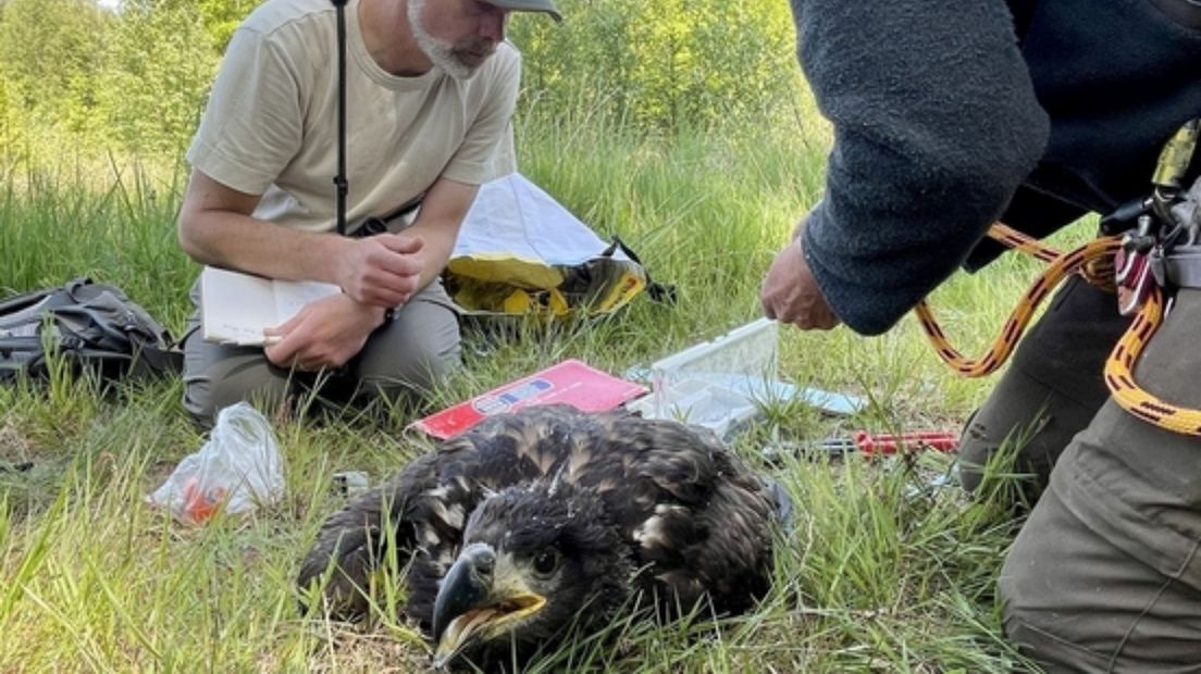 De zeearend werd geringd in de kop van Drenthe