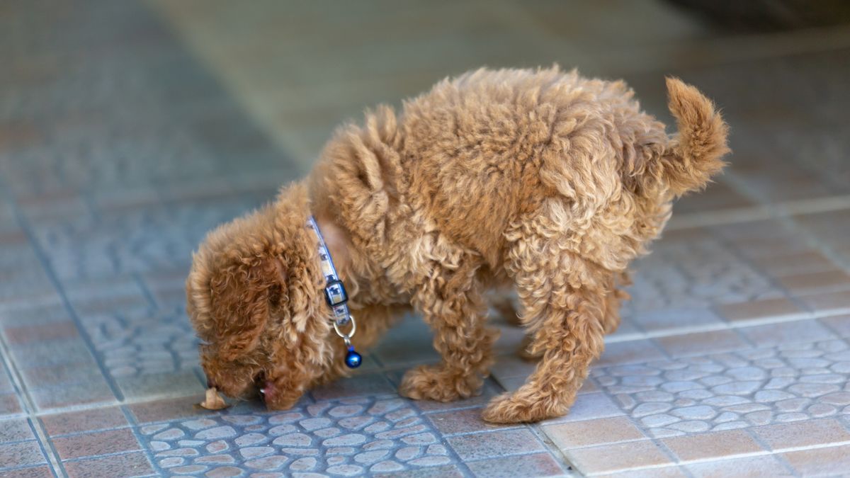 Eigenaar meldt zich nadat dode puppy in bos bij Meerssen wordt gevonden