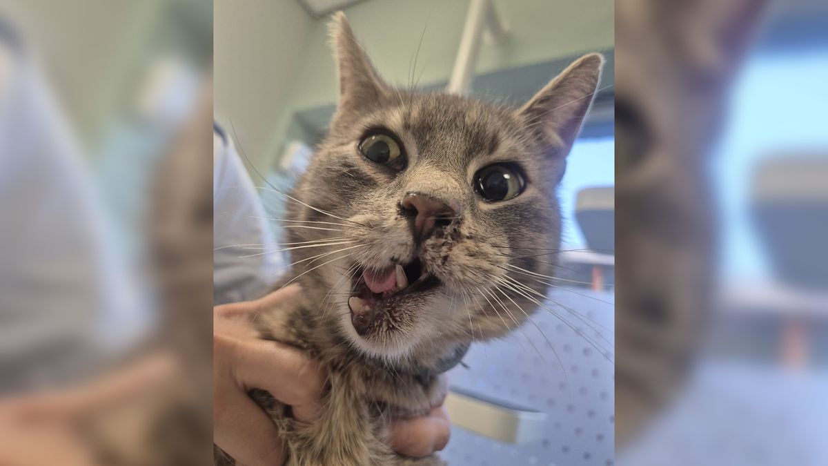 Kat Ollie aangereden en heeft gebroken kaak, baasje kan operatie niet betalen