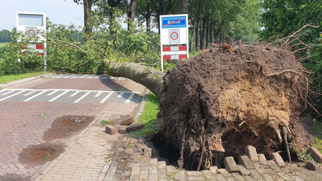 Een windhoos velde bomen rondom Balloo