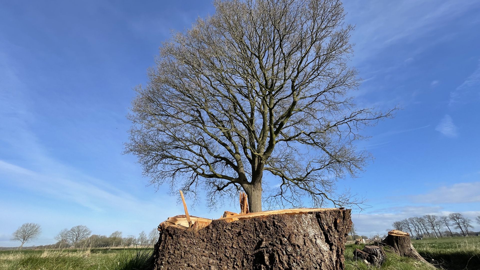 'Monumentale eik verplaatsen kost veel tijd, moeite en geld' - RTV Drenthe