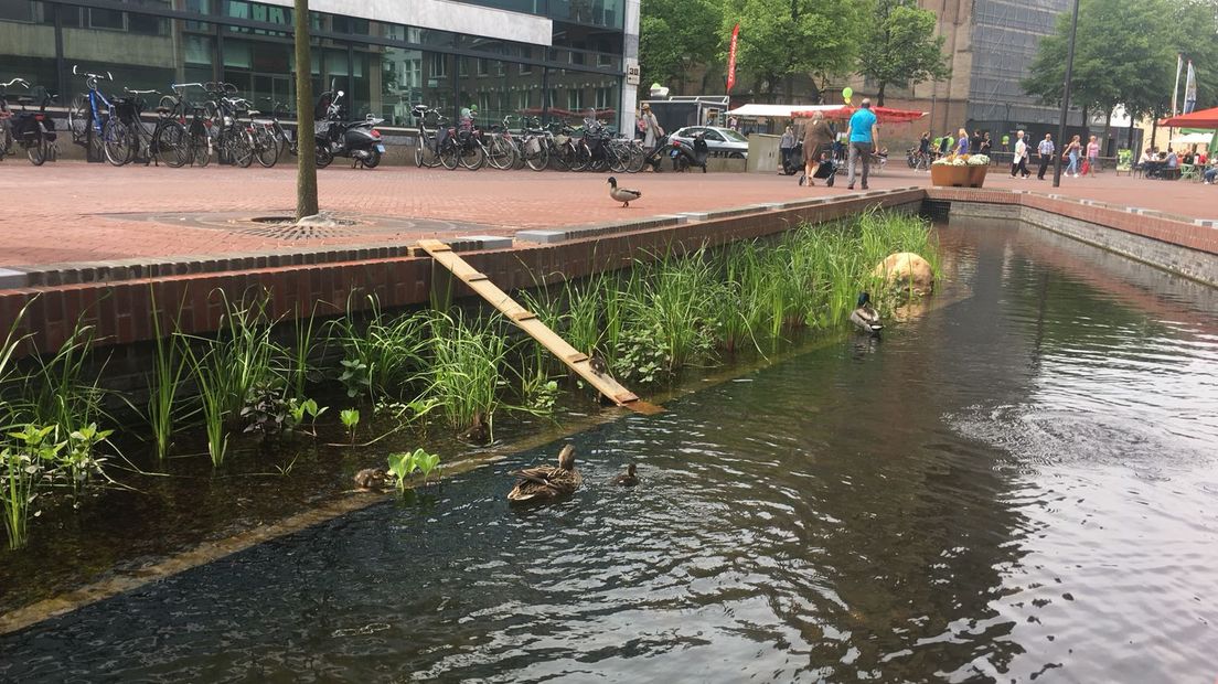 Deze eendenfamilie in het centrum van Arnhem heeft het goed voor elkaar: in de Jansbeek zwemmen de eenden als enige rond. Maar er was een probleem: de kuikentjes konden de beek niet meer uitkomen. Dat probleem is door een even eenvoudige als vernuftige oplossing het hoofd geboden.