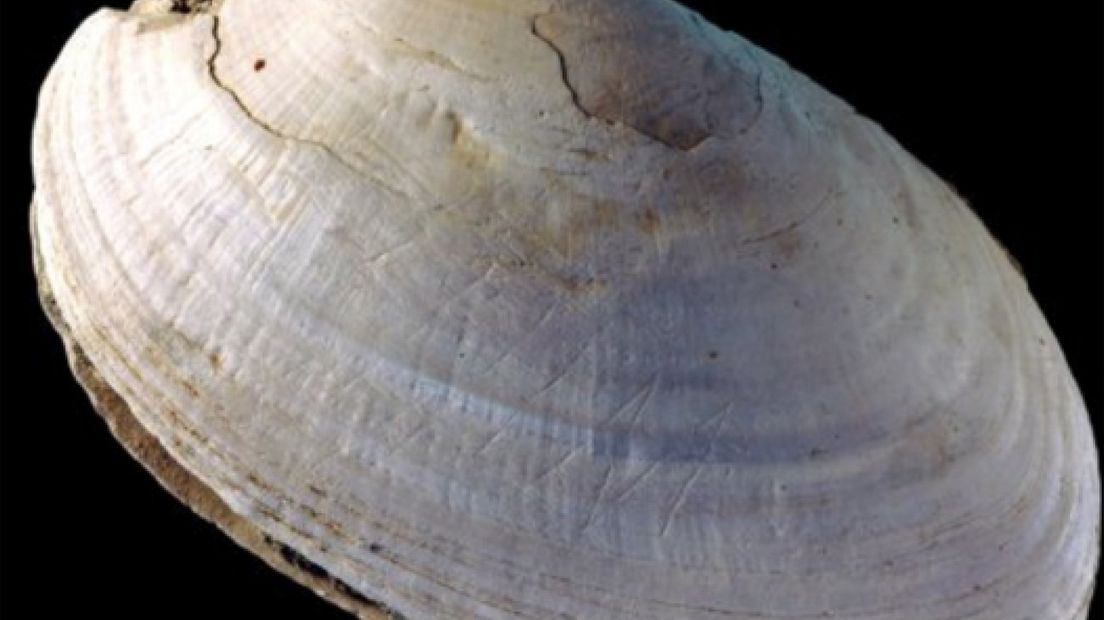Half miljoen jaar oude schelp toont oudste gravering ooit