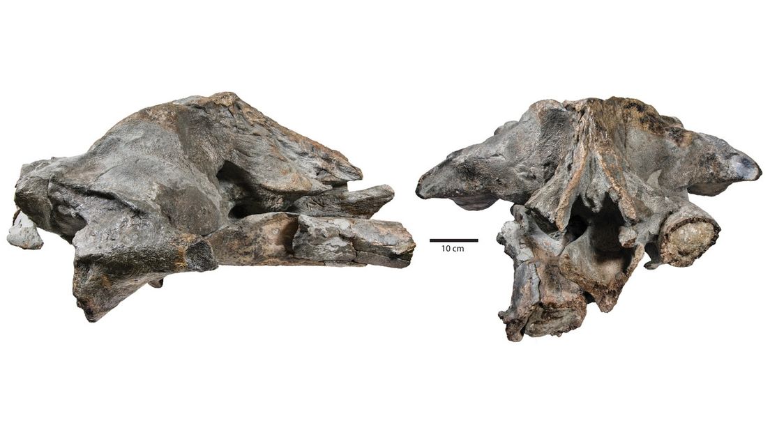 Schedel van nieuwe, uitgestorven walvissoort uit de Westerschelde