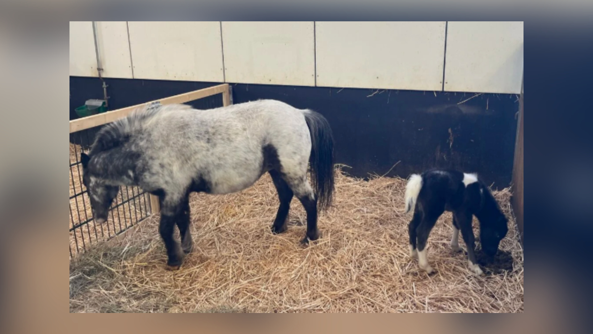 Minipaard Shadow en haar pasgeboren veulen Storm, die inmiddels onverwachts zijn overleden.