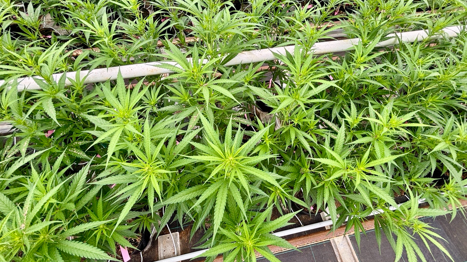 Wietplanten in de kas