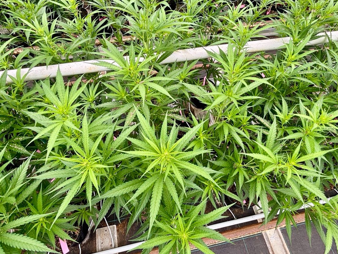 Wietplanten in de kas