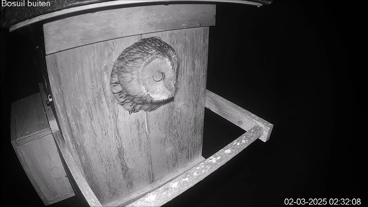 Eerste ei bij de bosuilen in Nijensleek