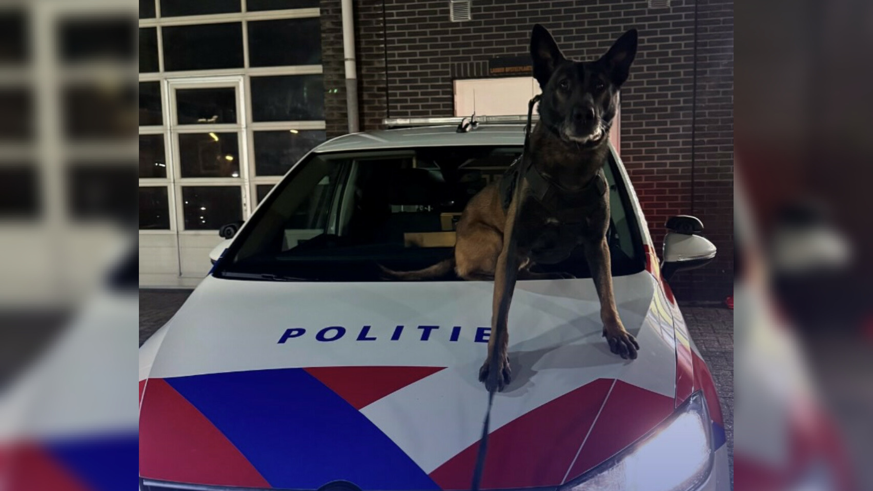 Politiehond Robin laat angstzweet uitbreken bij inbrekers hockeyclub Goes