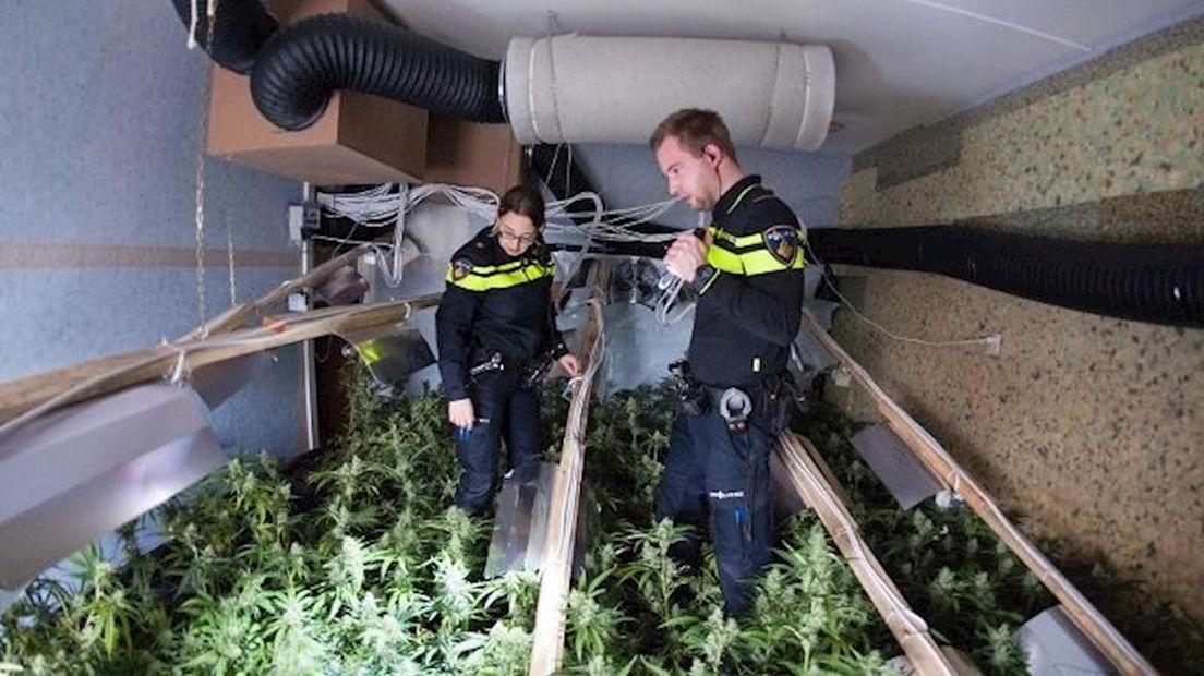 Politie-agenten inspecteren een hennepkwekerij