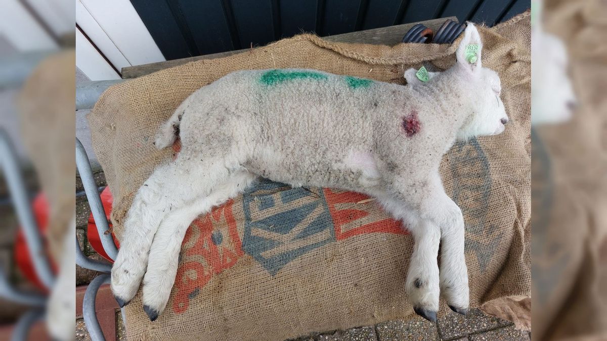 Lammetje doodgeschoten bij Oud-Vossemeer: 'Alsof ze een familielid iets aandoen'