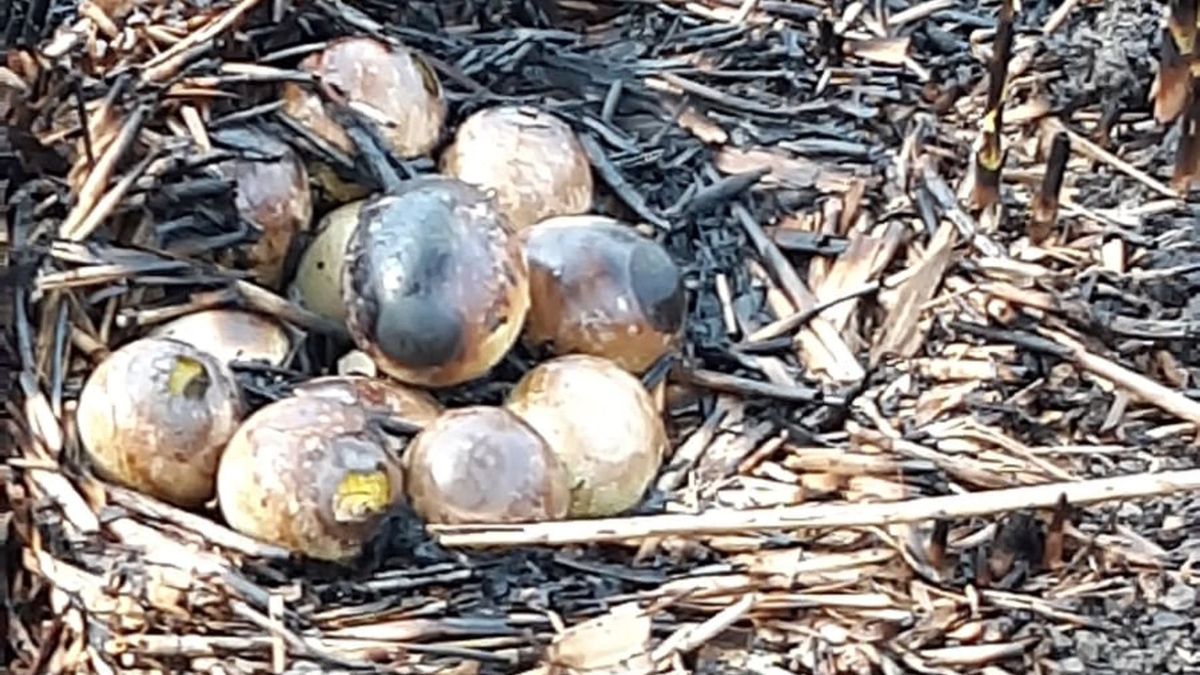 Pubers steken droog gras in brand: 100m2 gras in de as bij Vleuten