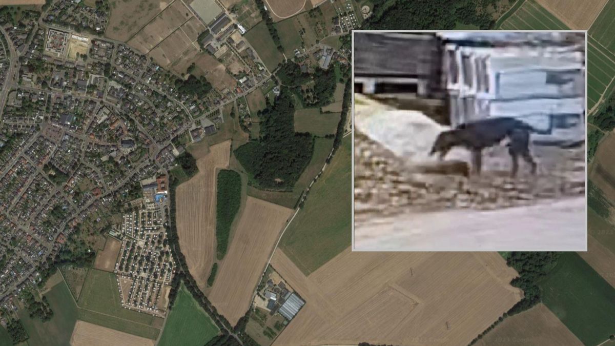 Agressieve hond bijt ree dood: politie geschokt door beelden