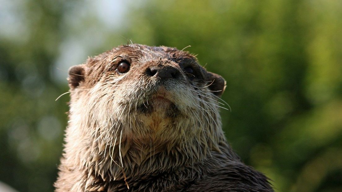 In Gelderland leven vijf otters. Ondanks het vele water in onze provincie is dat maar een fractie van de in totaal 360 otters in ons land.