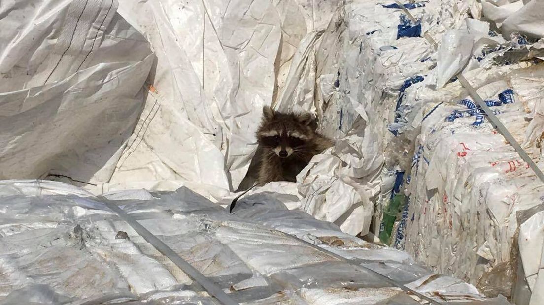 Een wasbeertjesfamilie is vrijdag gered van een pijnlijke dood in een shredder. De wasberen zaten verstopt in een lading plastic die vernietigd gaat worden.
