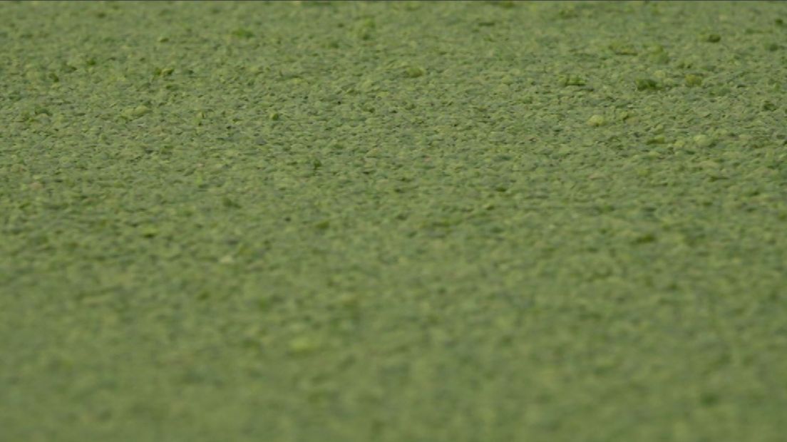 De maya's wisten het al en eenden weten het instinctief natuurlijk ook. Eendenkroos is gezond. In Bemmel loopt momenteel een proef met de teelt van waterlinzen oftewel eendenkroos voor menselijke consumptie. De eerste paar honderd kilo zijn afgelopen week geoogst.