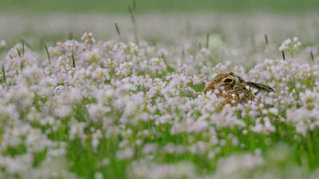 Een lentezonnetje en stijgende temperaturen... Met het voorjaar in aantocht is dit hét moment om op zoek te gaan naar weidevogels als de kievit, de wulp en de grutto. Het is genieten, want de weidevogels hebben het voorjaar in hun bol.