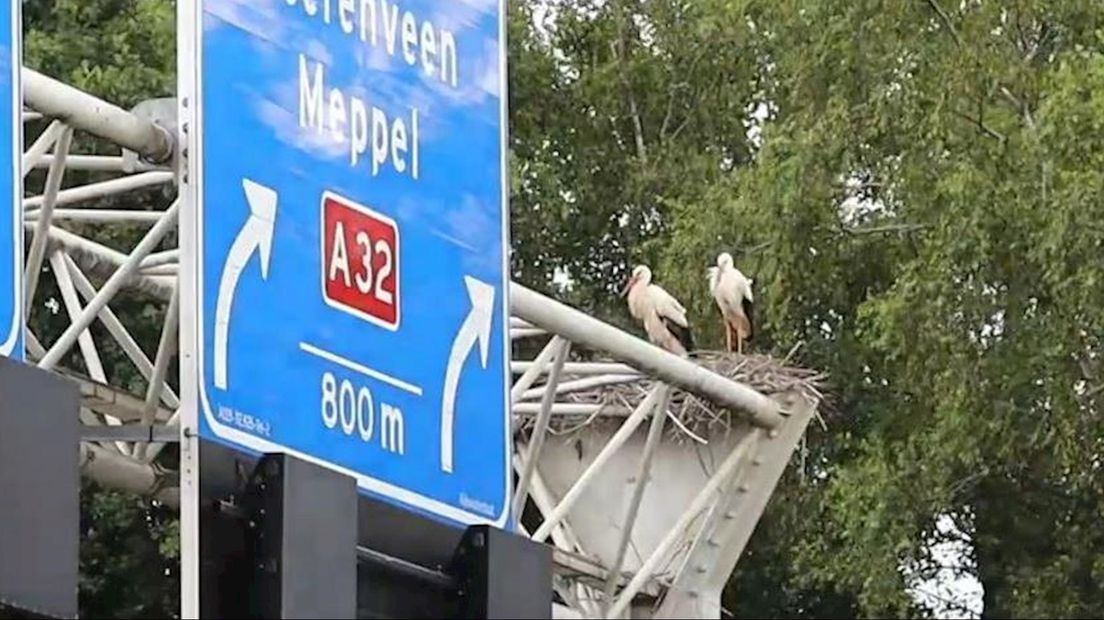 Maak kennis met het ooievaarskoppel dat Rijkswaterstaat tot wanhoop drijft