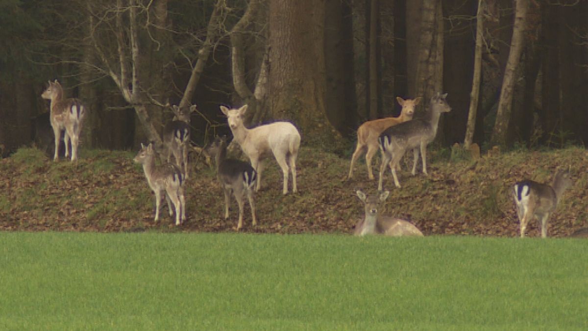 Damherten zorgen voor overlast in Oranjewoud: 