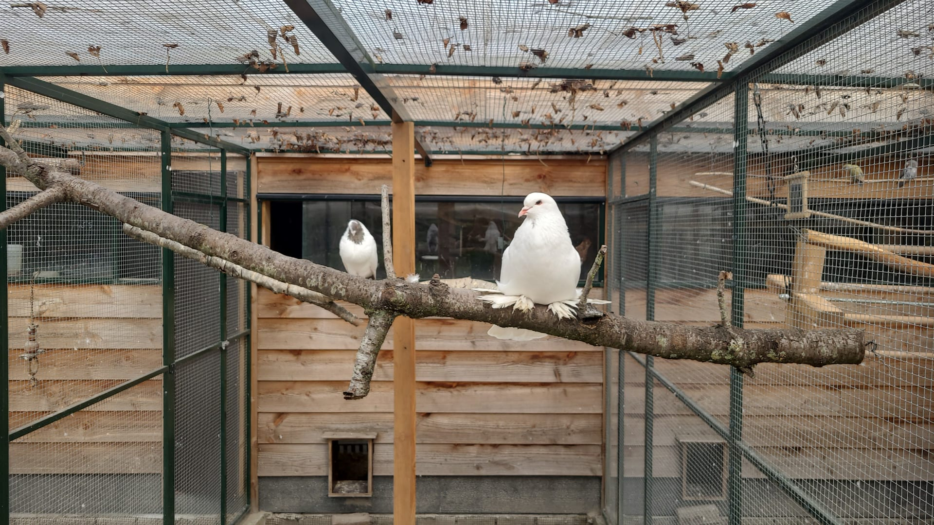 Ingebroken bij stadsboerderij Nieuw Rotsoord: kippen, duiven, en kanaries vermist