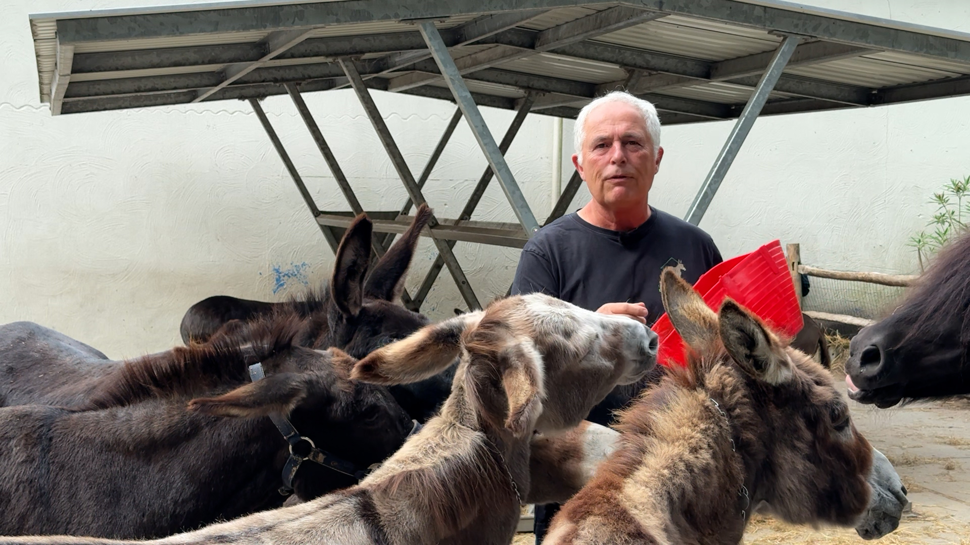 De ezels van Hans Signer staan nu binnen de hekken