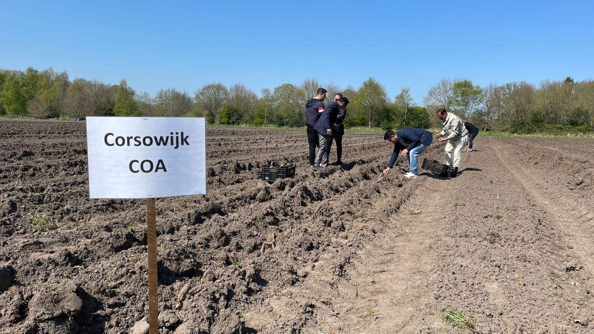Asielzoekers azc Paterswolde poten bloembollen voor corso