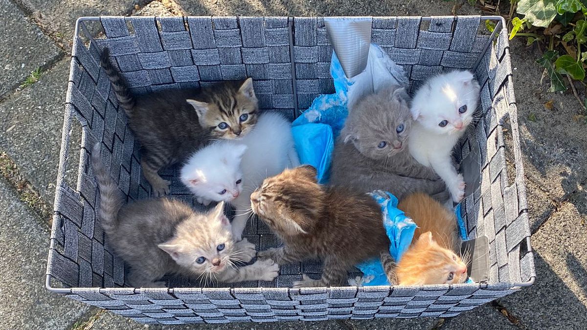Illegaal gefokte kittens gedumpt: 'Dat is driedubbel strafbaar'