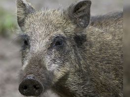 Nulstand wilde zwijnen in Drenthe: dit zijn de argumenten voor en tegen