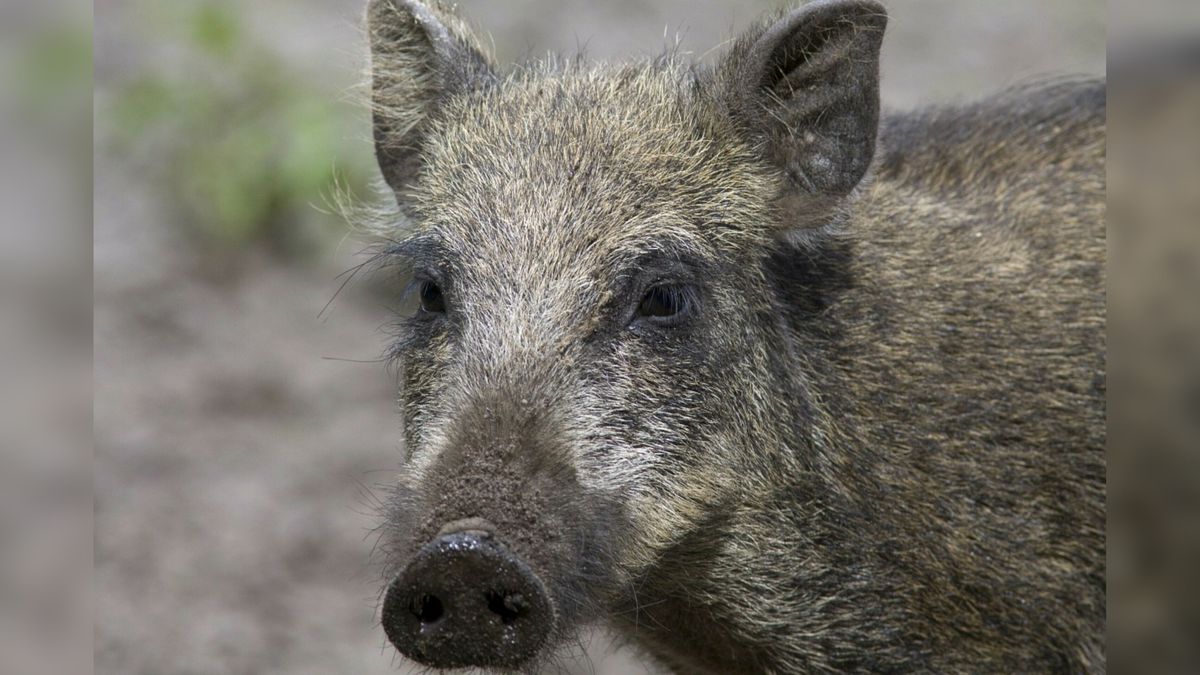 Wolf rukt op, wild zwijn blijft ongewenst: waarom Drenthe vasthoudt aan de nulstand