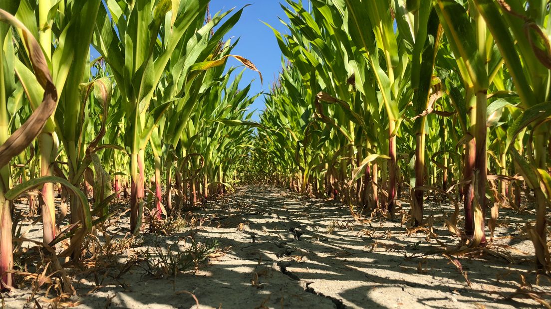 Droogte in maisveld