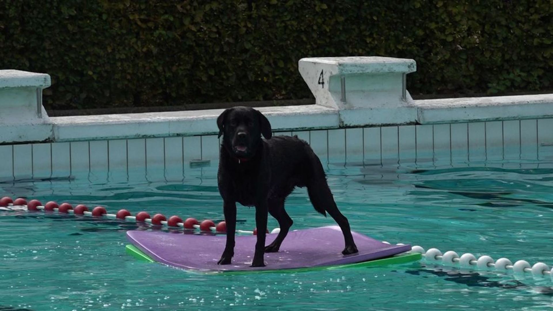 De laatste duik in dit zwembad is voor de honden Omroep Gelderland